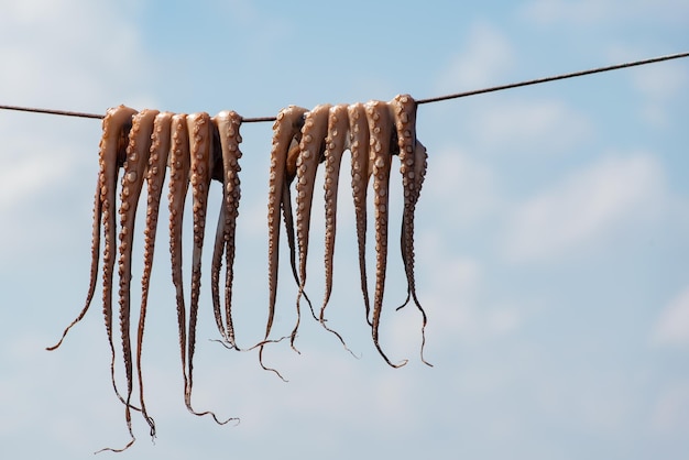 Foto traditionele griekse zeevruchten - octopus hangt aan een leiband om te drogen
