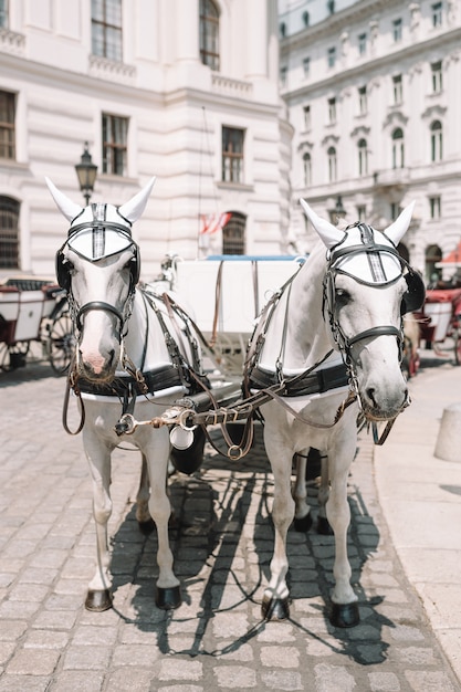 Traditionele paardencoach Fiaker in Wenen
