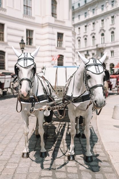 Traditionele paardencoach fiaker in wenen