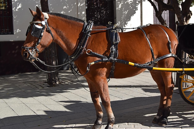 traditionele paardenkoets in sevilla