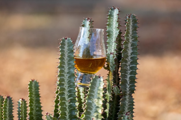 Traditionele single malt Scotch whiskey in het Glencairn-glas in selectieve focus