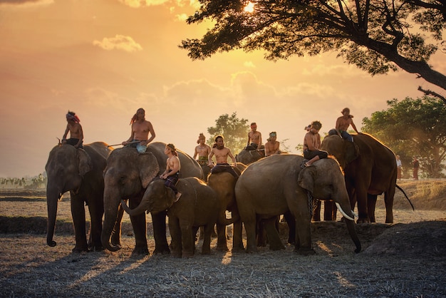 Traditionele thaise mannen met olifanten