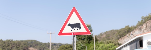 Traffic safety signs on city street road. triangular danger sign of the movement of animals livestock cows. danger warning symbol on urban way for cars. control and regulate drive in town path. banner