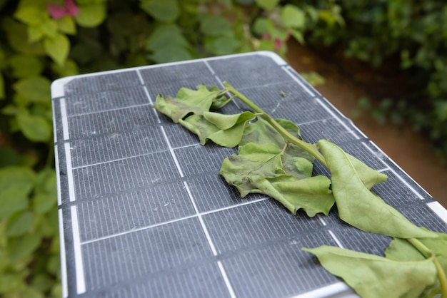 Trage groene bladeren op zonnepaneel, fotovoltaïsche, alternatieve elektriciteitsbron - concept