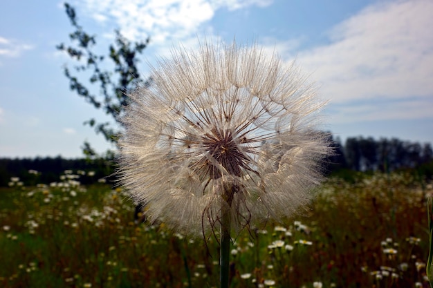 Photo tragopogon meadow salsify head false dandelion closeup on a background of blue sky