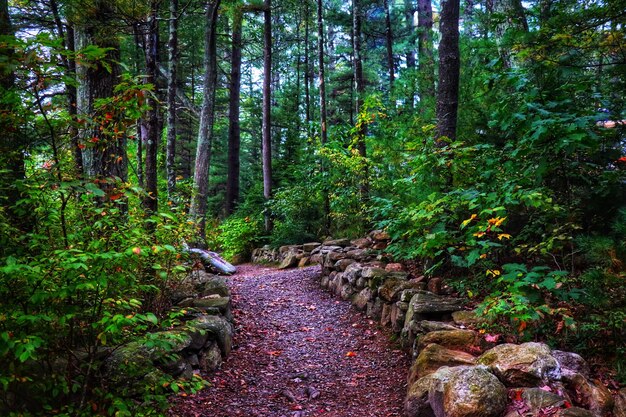 Trail amidst trees in forest