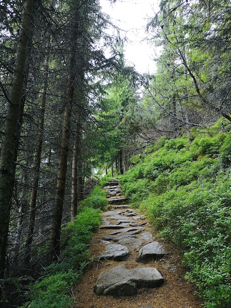 Foto sentiero tra gli alberi della foresta