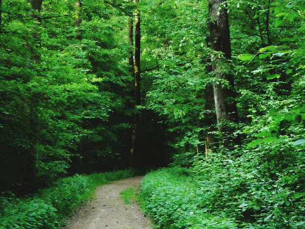 Trail amidst trees in forest