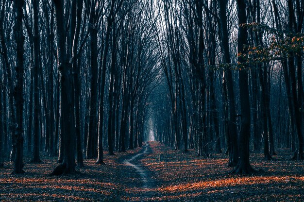 Trail in a beautiful autumn forest