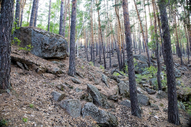 Тропа в темном сосновом лесу на склонах горы.