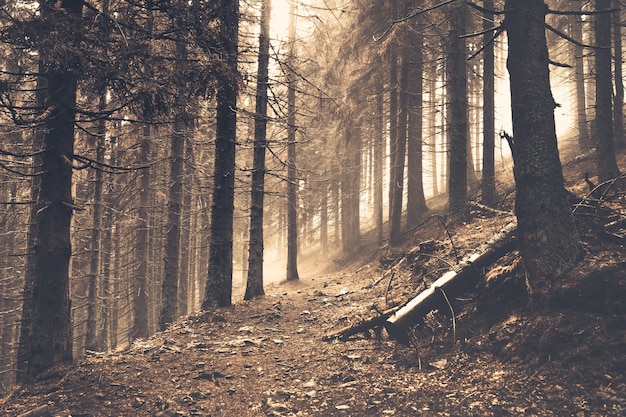 Trail in a dark pine forest