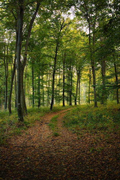 Trail door dromerig herfstbos