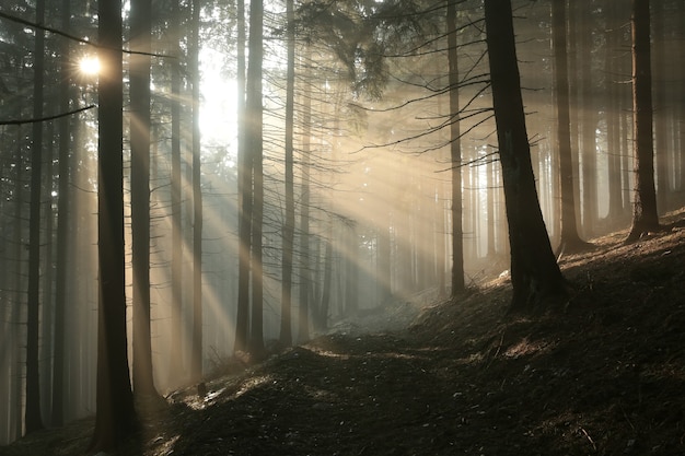 Trail door het bos naar de top van de berg op een zonnige herfstochtend