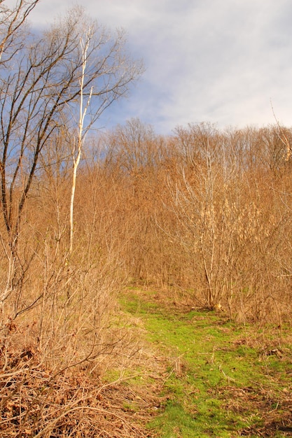 A trail in a field