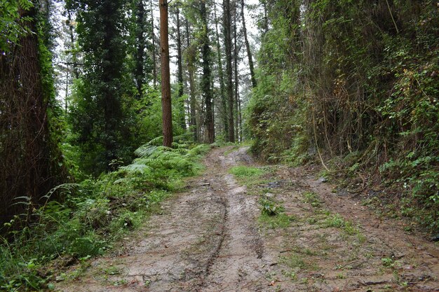 Photo trail forest with big tall tress wild nature forest