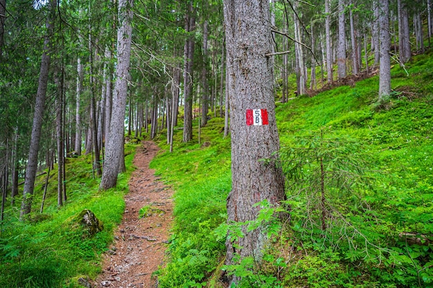 Trail getekend 5B in Val Badia, in de buurt van La Villa in het bos van de Dolomieten