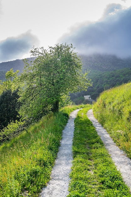 Trail in de natuur tijdens het zomerseizoen