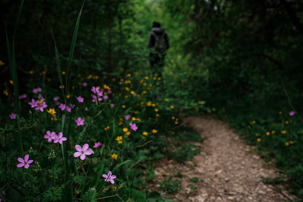 Trail in een bos met viooltjes rondom ontspannen in een natuurpark