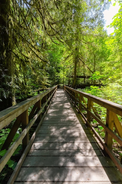 Trail in weelderig groen regenwoud in het Pacifische noordwesten