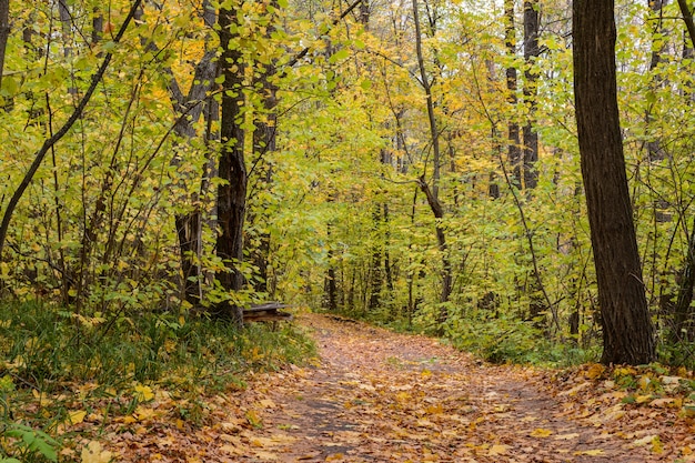 Trail kronkelende door een bos. Gouden boslandschap tijdens het herfstseizoen. Het gevallen blad. Vroege herfst.