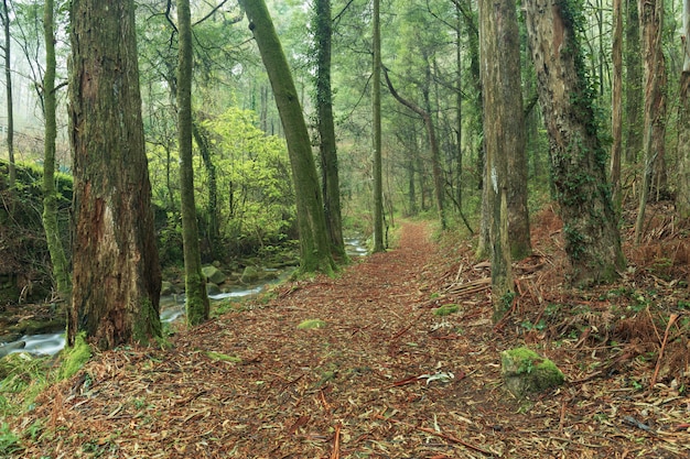 Trail langs de rivier de fraga