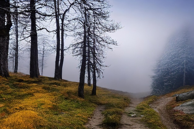 The trail in the misty forest Misty forest trail Trail in misty forest Forest mist trail Misty forest landscape