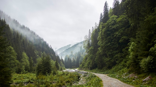 A trail in to the misty forest