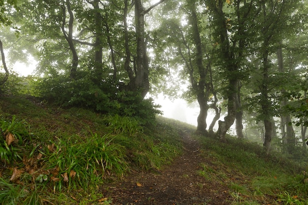 Trail in the mornigwoods vanishing in the morning mist