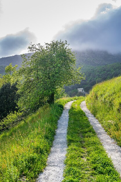 Trail in the nature during the summer season