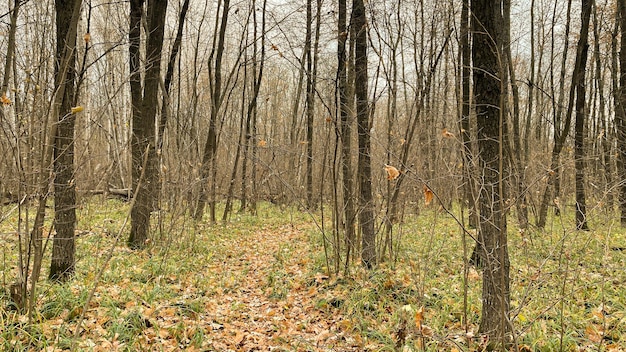 Trail in the oak forest in autumn