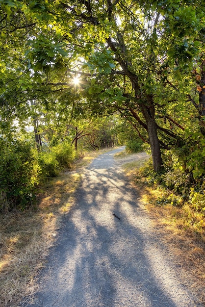 Trail in a park with vibrant green trees sunny summer sunset