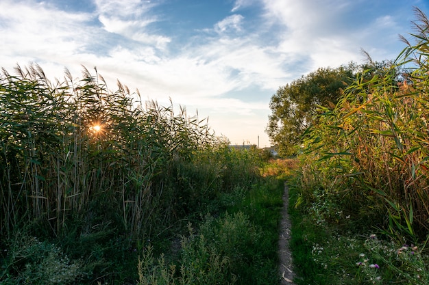 Trail among reed bushes at sunset, rural landscape