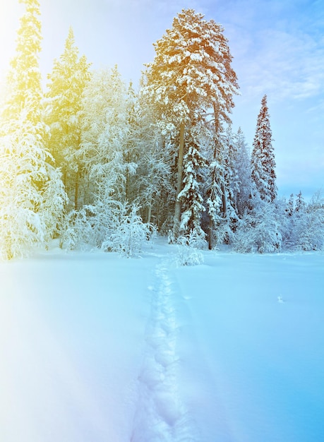 Trail in the snow