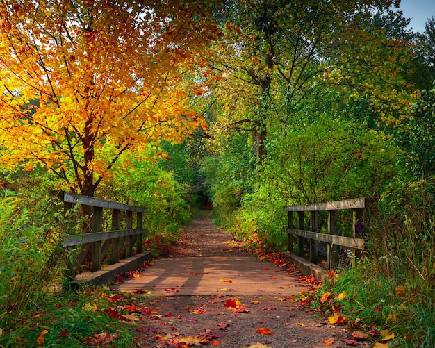 Foto sentiero attraverso una bellissima foresta autunnale nello stato di new york