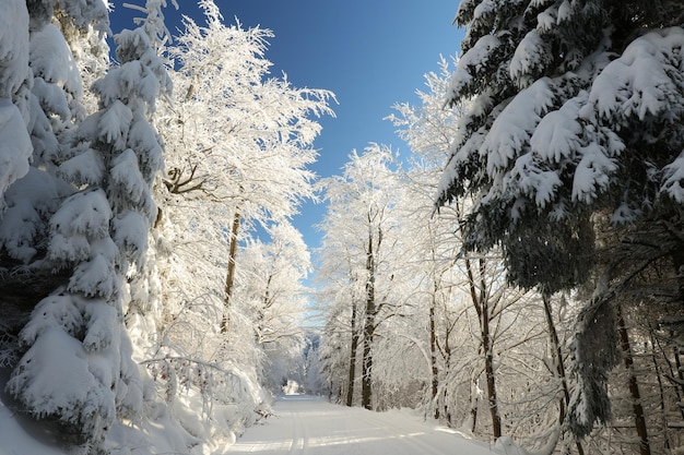 Sentiero attraverso un bosco di faggi in uno scenario invernale