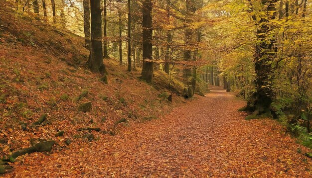 Photo a trail through a forest in harz covered with a thick layer of autumn leaves