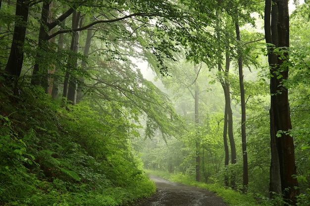 Photo trail through the spring deciduous forest in foggy rainy weather