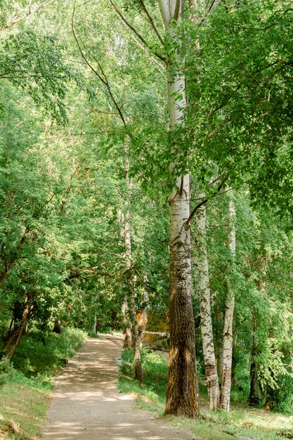 Trail through the spring forest. Walkway Lane Path With Green Trees in Forest. Beautiful Alley, road In Park. Way Through Summer Forest. vertical frame