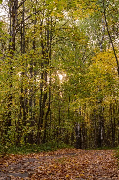 숲 사이로 구불구불한 트레일. 가 시즌 동안 황금 숲 풍경 설정입니다. 떨어진 단풍. 초가을.