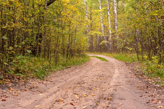 Trail winding through a forest. Golden forest landscape setting during the autumn season. The fallen foliage. Early autumn.