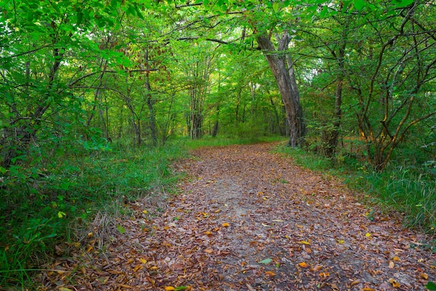 A trail in the woods with leaves on the ground