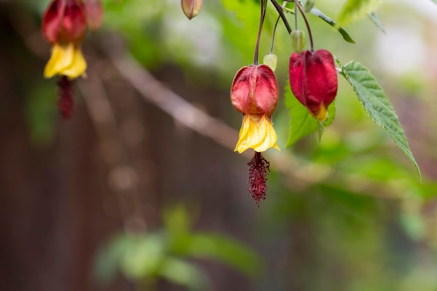 Стелющийся абутилон Abutilon megapotamicum цветет в саду