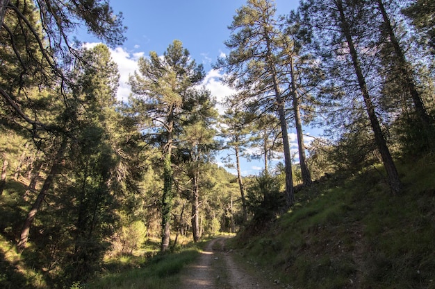 Trails with wonderful views of the Sierra De Cazorla Spain Nature tourism concept