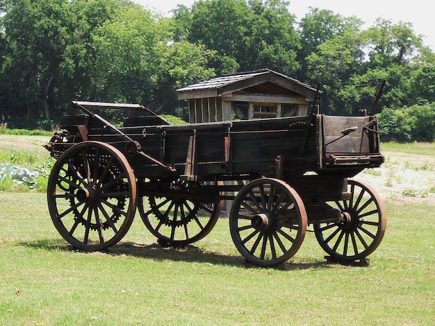 Train on grassy field