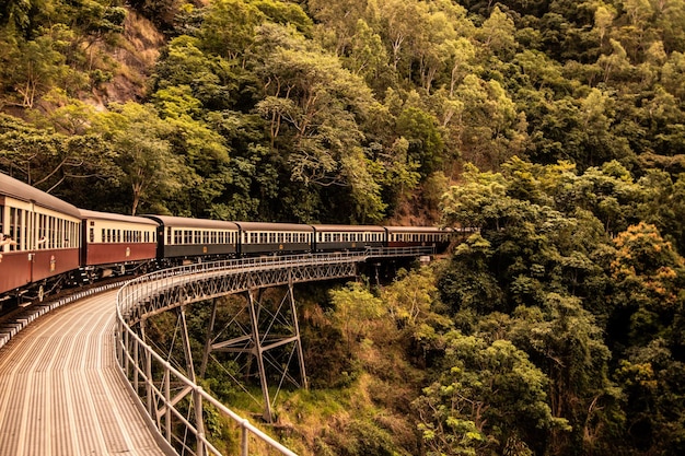 사진 숲 속 의 다리 에 있는 열차