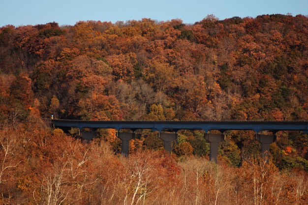 写真 森を通過する列車