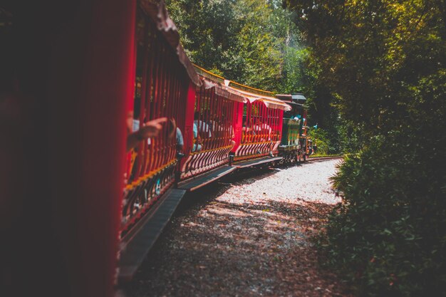 Foto treno che passa tra gli alberi