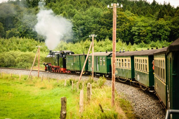 Train on railroad track amidst trees