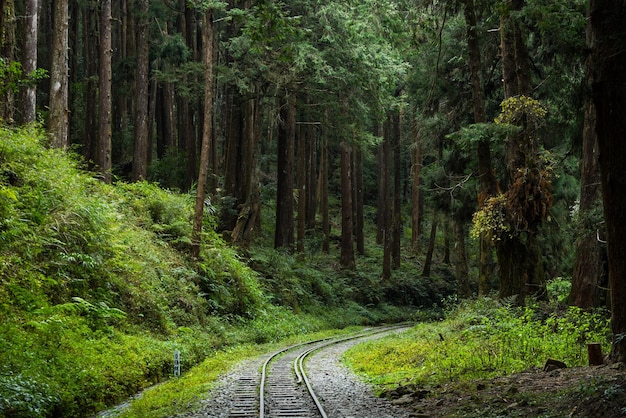 Train track in Alishan national park in Taiwan