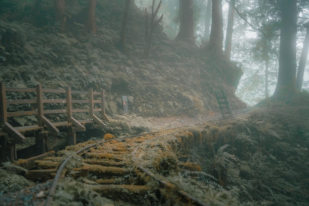 Train tracks going through a misty forest